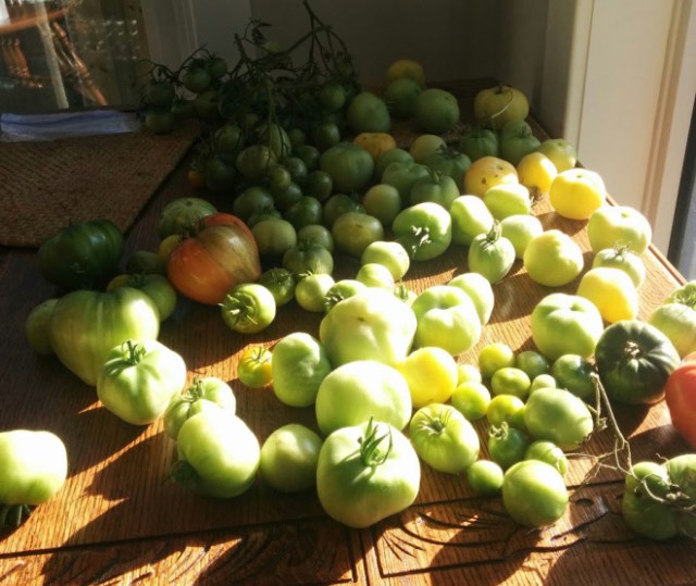 Green tomatoes